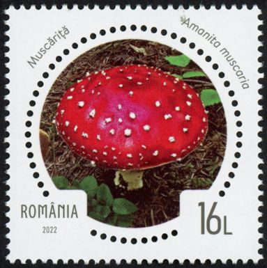 Fly Agaric (Amanita muscaria)