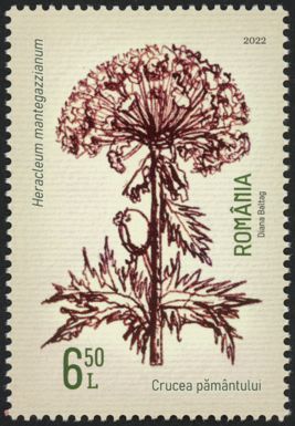 Giant Hogweed (Heracleum mantegazzianum)