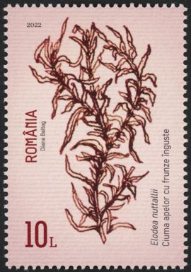 Nuttall's Waterweed (Elodea nuttallii)