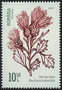 Groundseltree (Baccharis halimifolia)