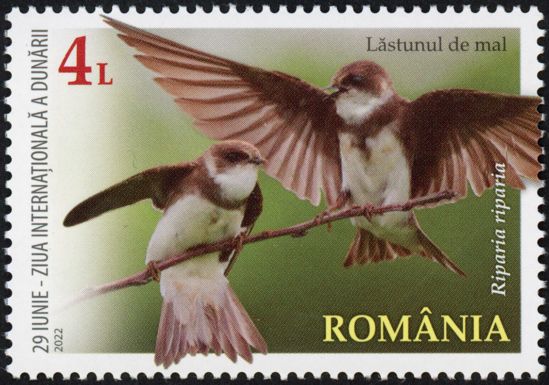 Sand Martin (Riparia riparia)
