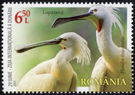 Eurasian Spoonbill (Platalea leucorodia)