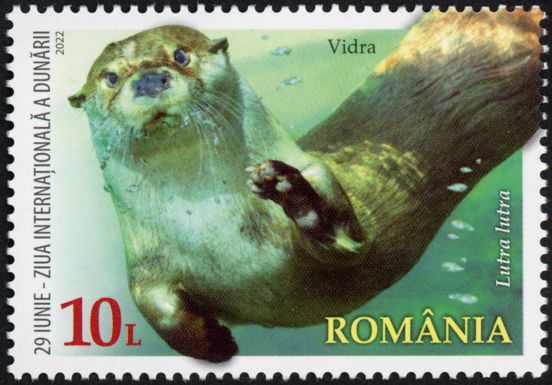 Eurasian Otter (Lutra lutra)