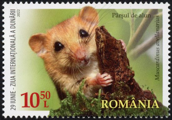 Hazel Dormouse (Muscardinus avellanarius)