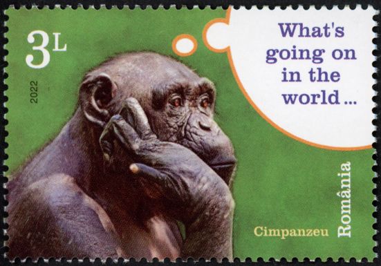 Chimpanzee