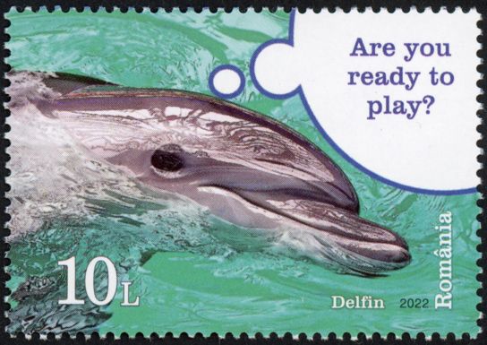 Dolphin