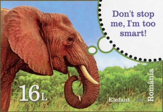 Elephant
