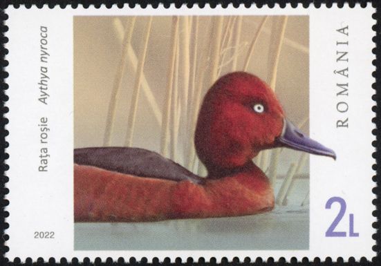 Ferruginous Duck (Aythya nyroca)