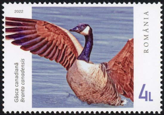 Canadian Goose (Branta canadensis)