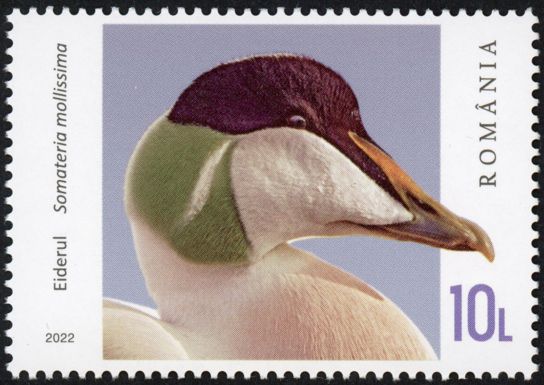 Eider (Somateria mollissima)
