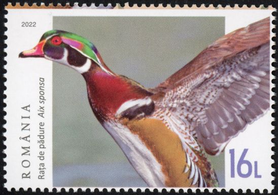 Wood Duck (Aix sponsa)