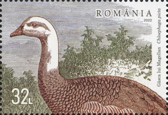 Magellan Goose (Chloephaga picta)