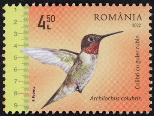 Ruby-throated Hummingbird (Archilochus colubris)