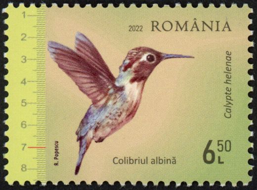 Bee Hummingbird (Calypte helenae)