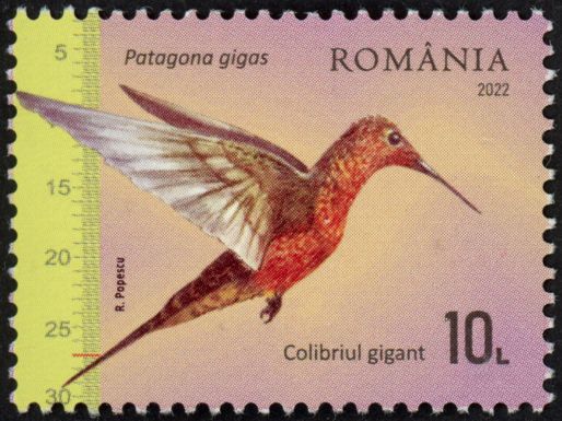 Giant Hummingbird (Patagona gigas)