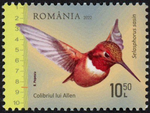 Allen's Hummingbird (Selasphorus sasin)