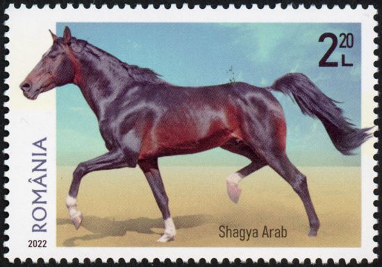 Shagya Arab Horse