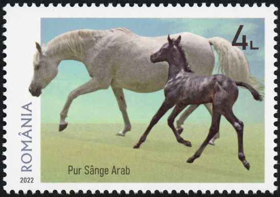 Pureblood Arab Horse