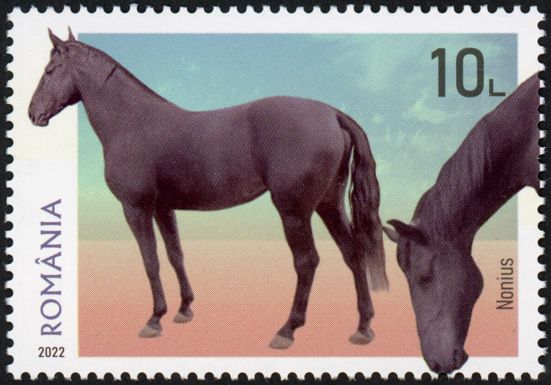 Nonius Horse