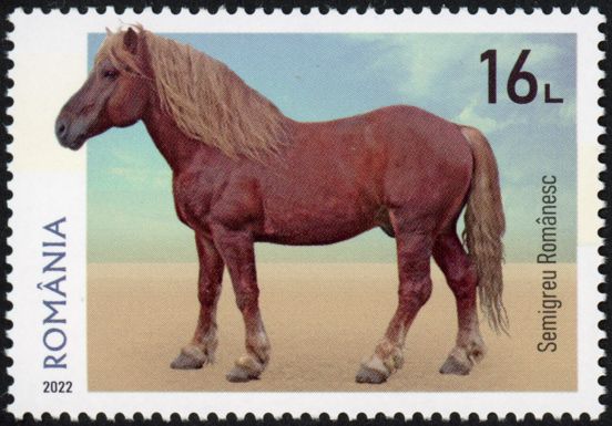 Romanian Semiheavy Horse