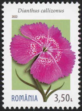 Beauty's Girdle (Dianthus callizonus)
