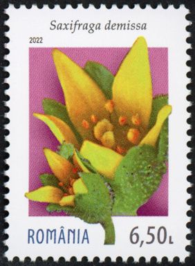 Saxifraga demissa