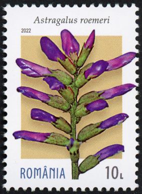 Römer’s Cossacks (Astragalus roemeri)
