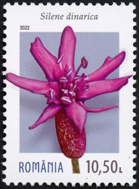 Silene dinarica