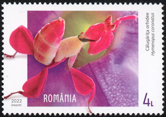 Orchid Mantis (Hymenopus coronatus)