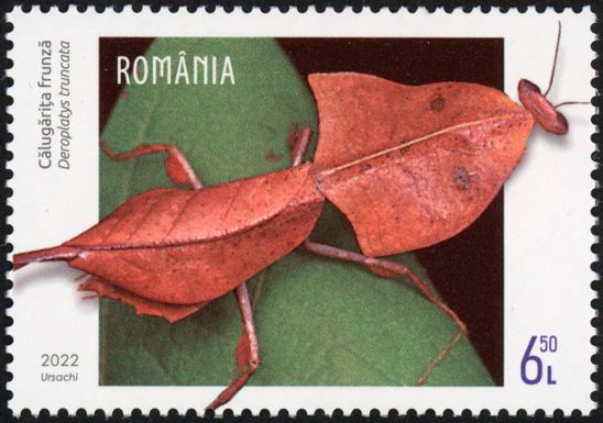 Dead Leaf Mantis (Deroplatys truncata)