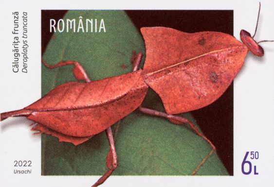 Dead Leaf Mantis (Deroplatys truncata)