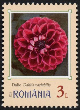 Dahlia (Dahlia variabilis)