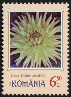 Dahlias (Dahlia variabilis)