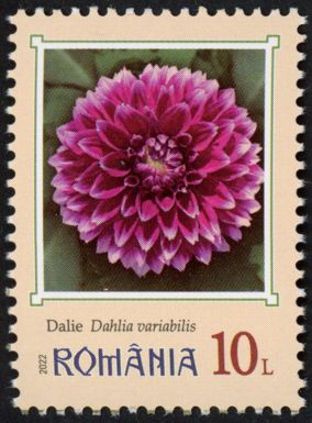 Dahlias (Dahlia variabilis)