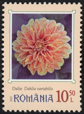 Dahlias (Dahlia variabilis)