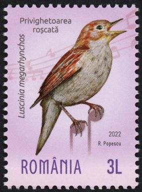 Nightingale (Luscinia megarhynchos)