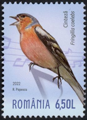 Chaffinch (Fringilla coelebs)
