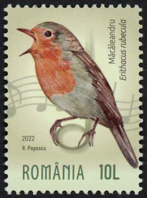European Robin (Erithacus rubecula)