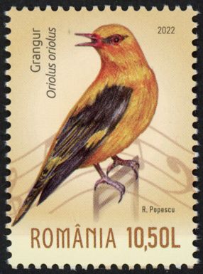 Eurasian Golden Oriole (Oriolus oriolus)
