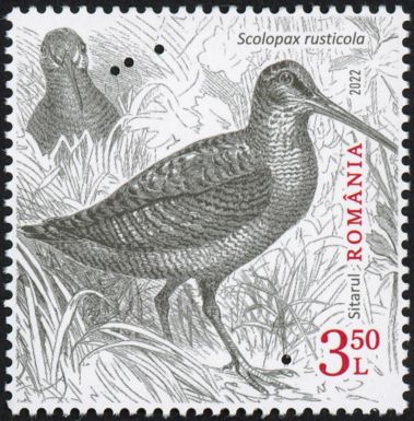 Eurasian Woodcock (Scolopax rusticola) Type I