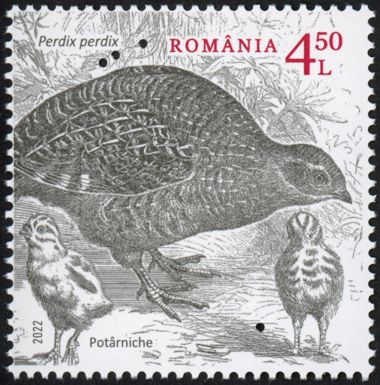 Grey Partridge (Perdix perdix) Type I