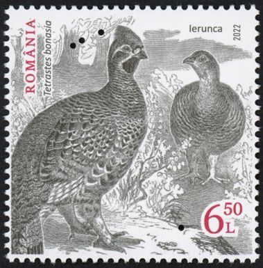Hazel Grouse (Tetrastes bonasia) Type I
