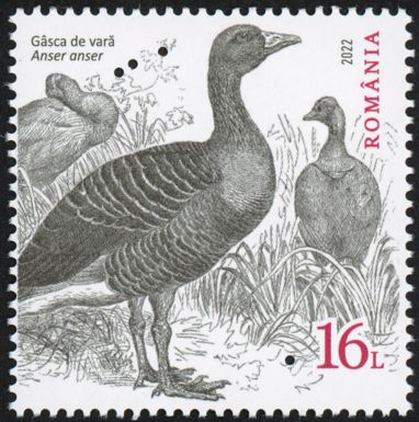 Greylag Goose (Anser anser) Type I