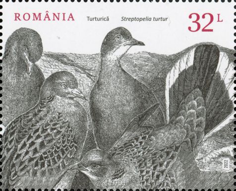 European Turtle Dove (Streptopelia turtur)