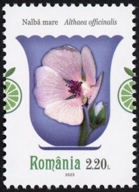 Marsh Mallow (Althaea officinalis)