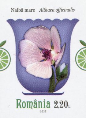 Marsh Mallow (Althaea officinalis)