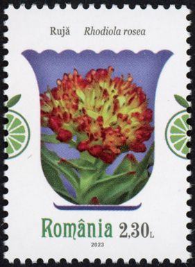Arctic Root (Rhodiola rosea)