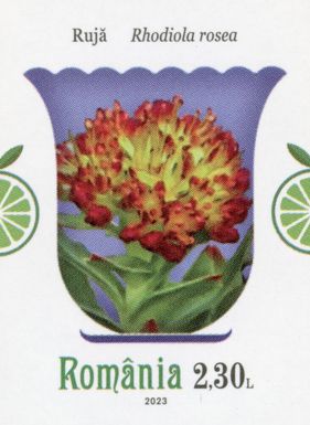 Arctic Root (Rhodiola rosea)