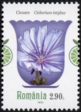 Chicory (Cichorium intybus)