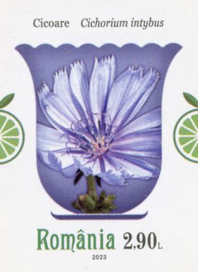 Chicory (Cichorium intybus)